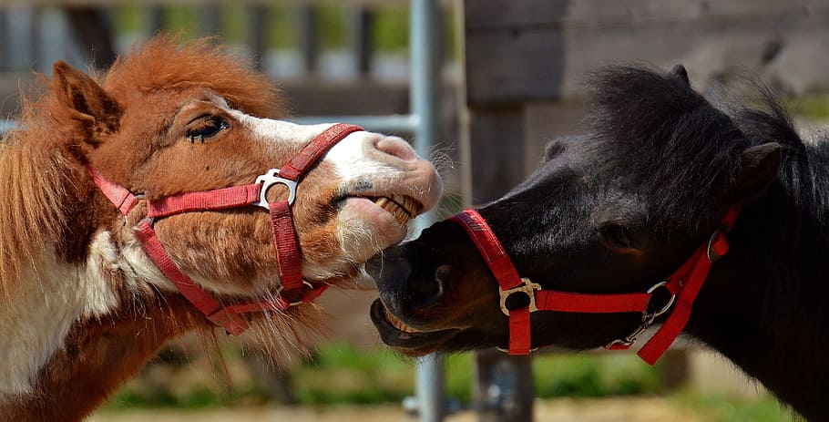 close up photo of brown and black horses, play, funny, animal, HD wallpaper