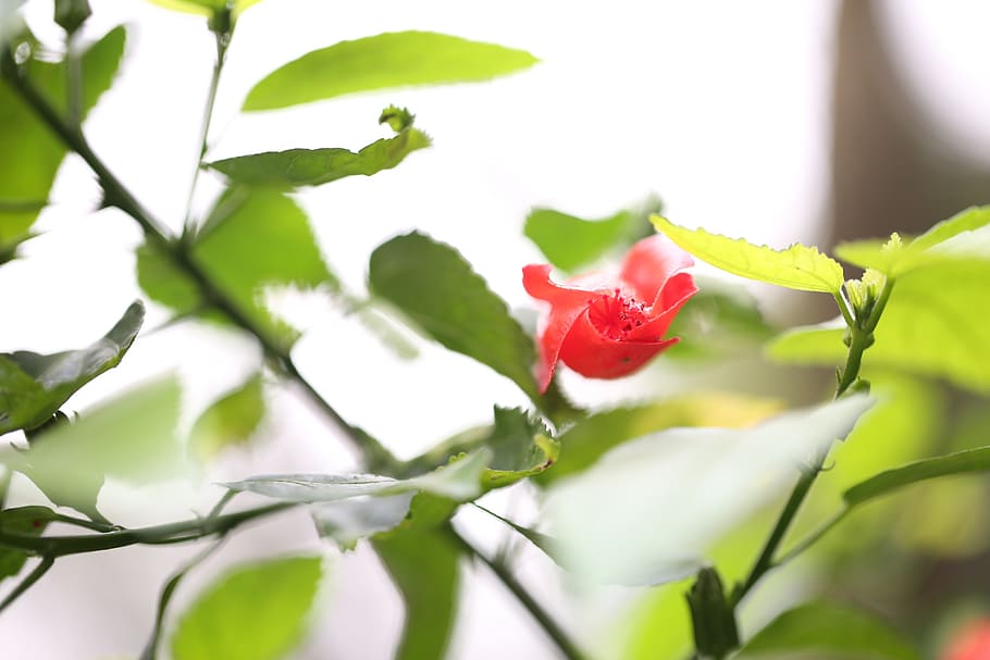 flower, red, spring, plant, nature, grow, outdoor, life, color HD wallpaper