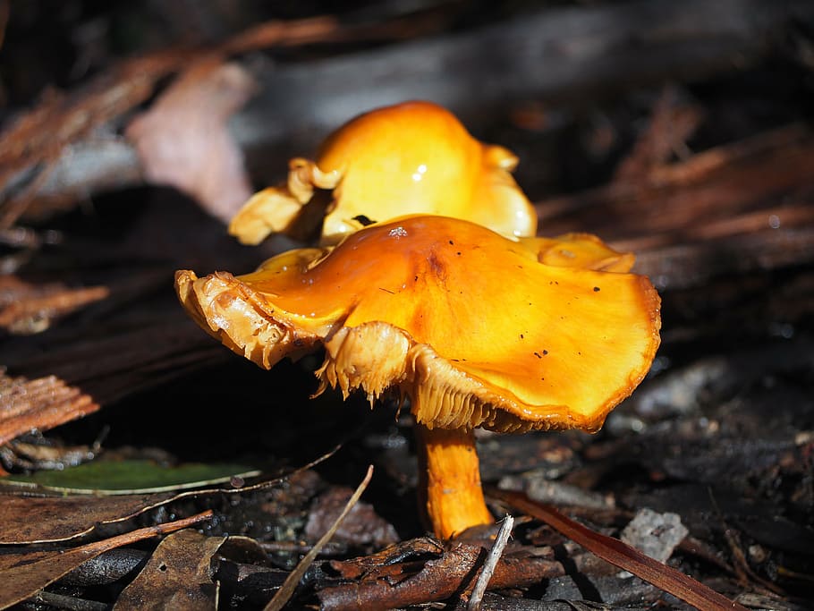 toadstool, mushroom, orange, bush, fungus, vegetable, food HD wallpaper