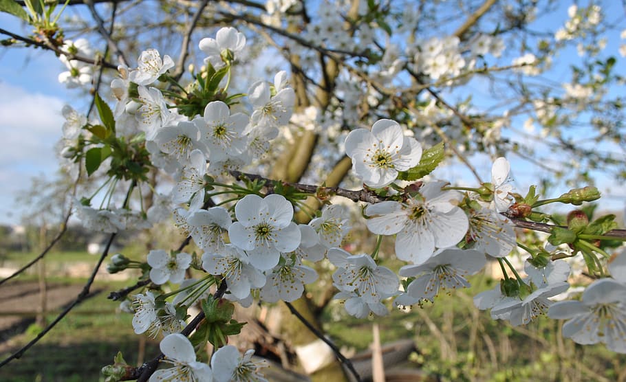 flowers, apple tree, spring, apple flower, flowering tree, gardening HD wallpaper