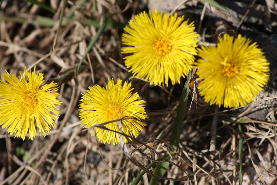 coltsfoot, flower, spring, spring plant, flowering plant, yellow HD wallpaper
