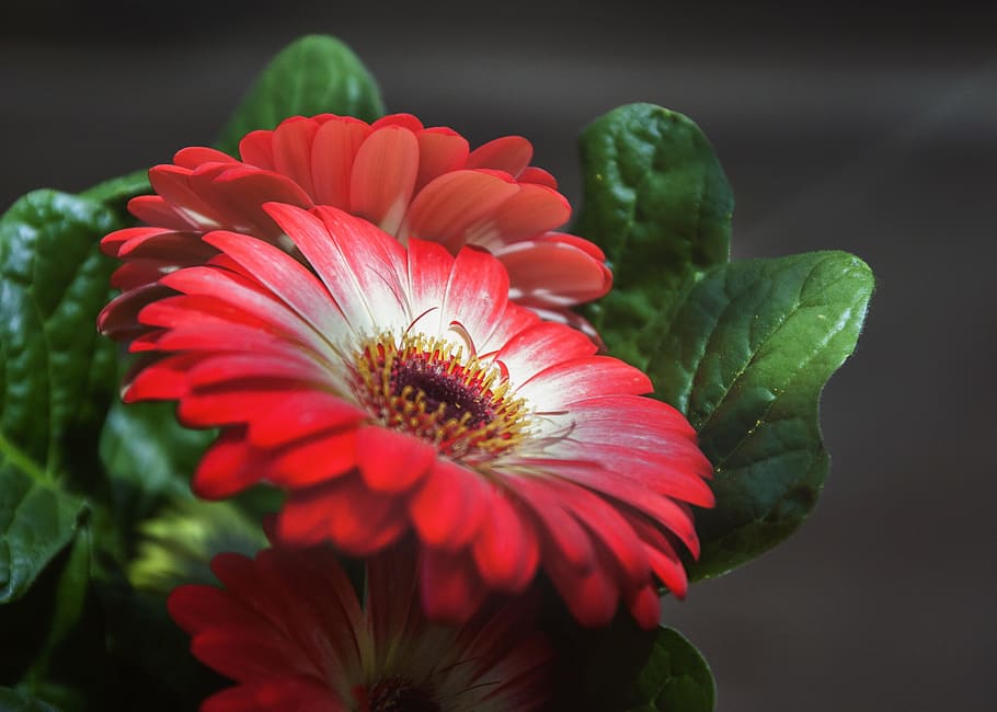 red petaled flower, gerbera, close, yellow, nature, green, blossom HD wallpaper