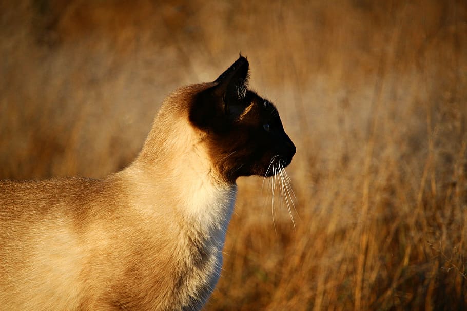 cat, mieze, kitten, siamese cat, breed cat, autumn, fall foliage HD wallpaper