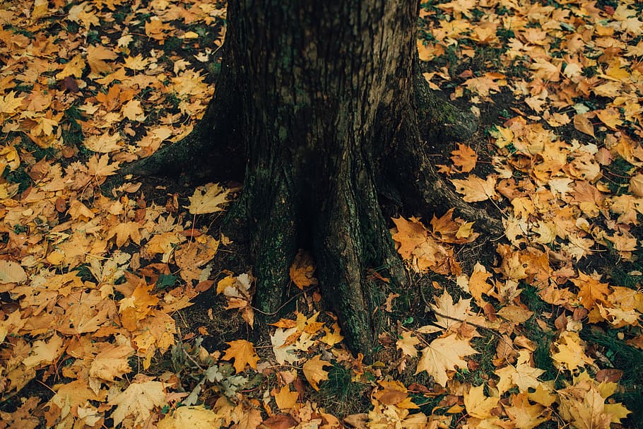 tree surrounded by maple leafs at daytime, autumn, trees, trunk HD wallpaper