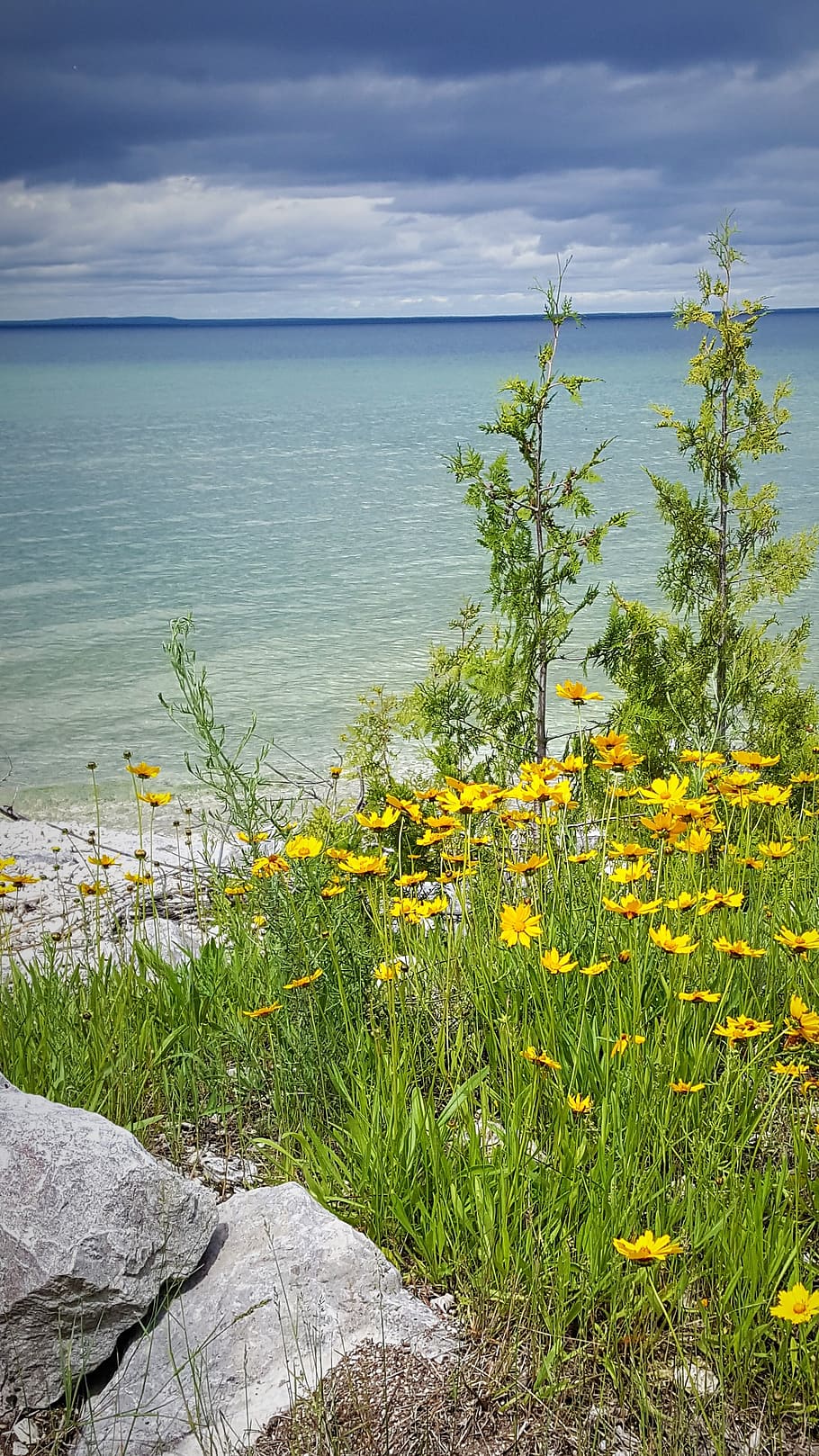 nature, lake huron, michigan, flowers, water, shore, coastline, HD wallpaper