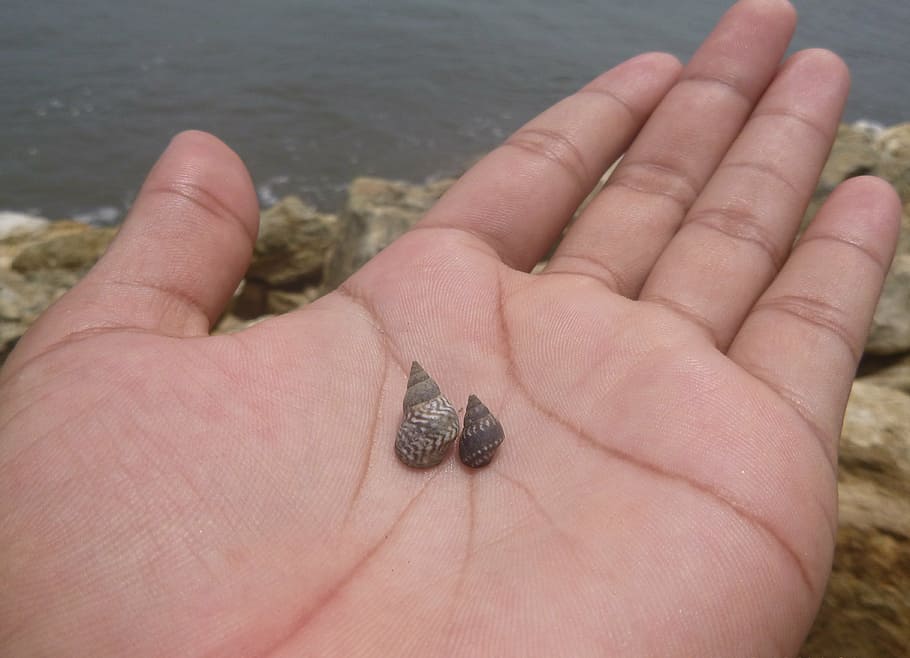 hand, snail, beach, sea, snails, small, sand, tender, photography HD wallpaper