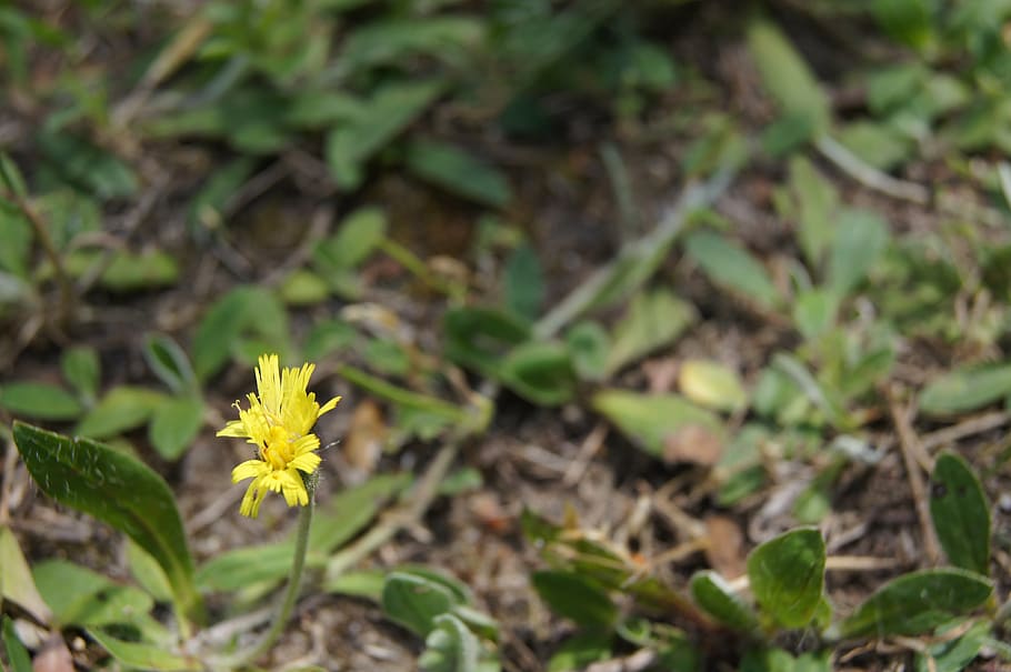 flower, macro, yellow, nature, plant, growth, flowering plant HD wallpaper