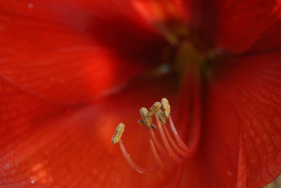 flower, flora, garden, flowering plant, red, freshness, close-up HD wallpaper