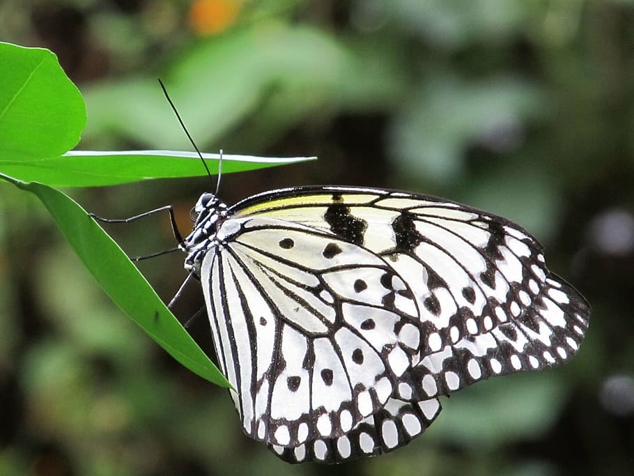 selective focus photography of paperkite butterfly perched under green leaf plant HD wallpaper