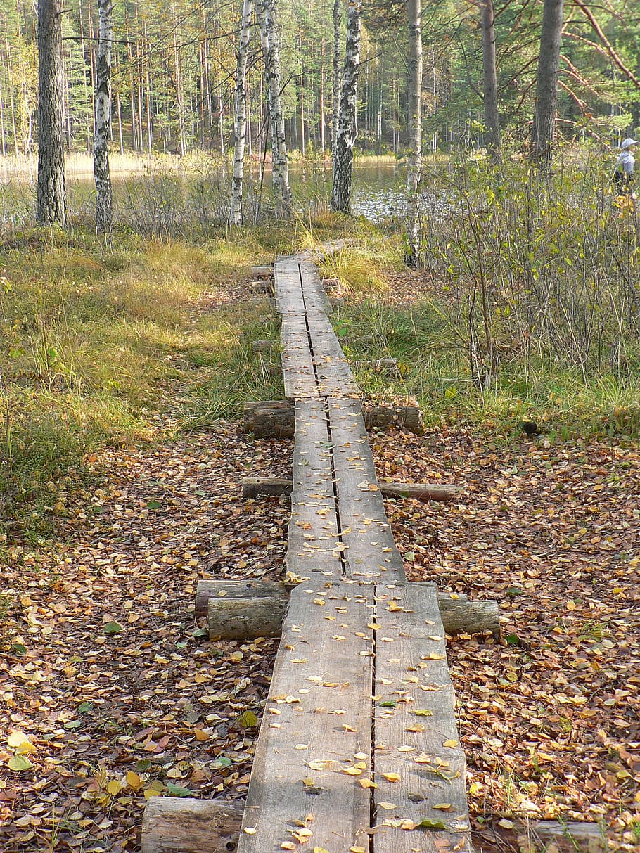 forest, duckboards, the path, pond, nature, swamp, finnish HD wallpaper
