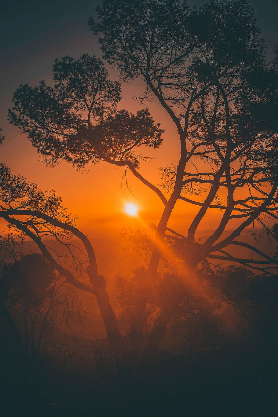 silhouette of a tree during sunset, silhouette of tree, sunrise HD wallpaper