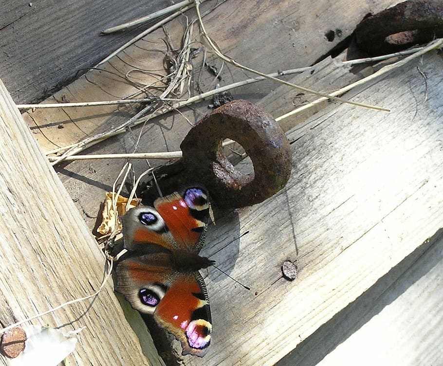 nature, animals, butterfly, animal themes, high angle view HD wallpaper
