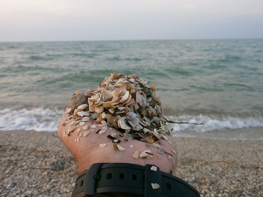 sea, hand, sand, beach, seashells, land, water, horizon over water HD wallpaper