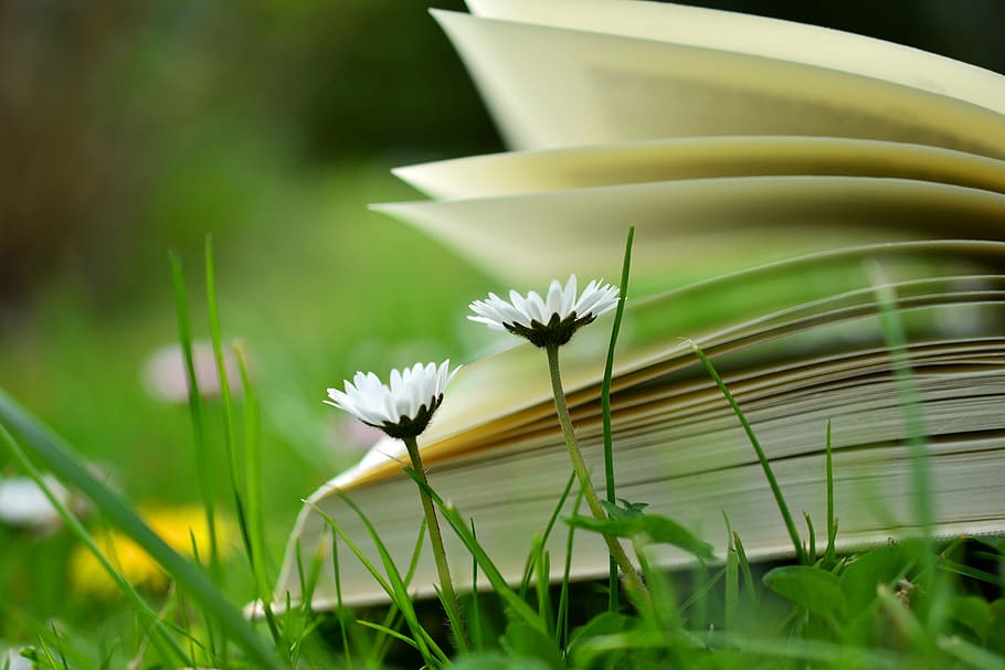 selective photography of two white petaled flowers against unfold book, HD wallpaper