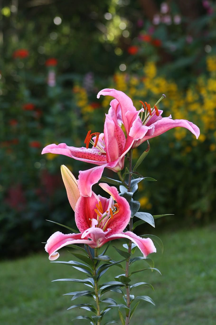 flower, pink, flora, summer, nature, green, plant, flower Head HD wallpaper