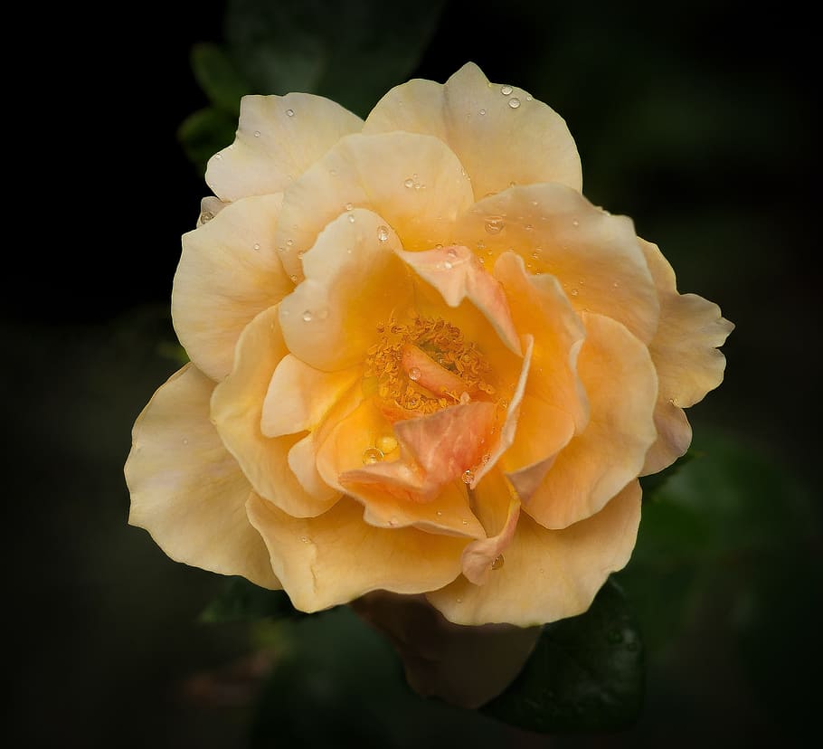 bokeh photography of yellow flower, rose, romantic, macro, dewdrops HD wallpaper