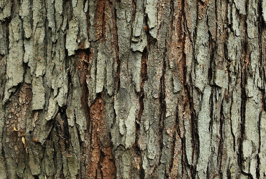 Texture, Tree, Wood, nature, forest, wood - Material, backgrounds HD wallpaper