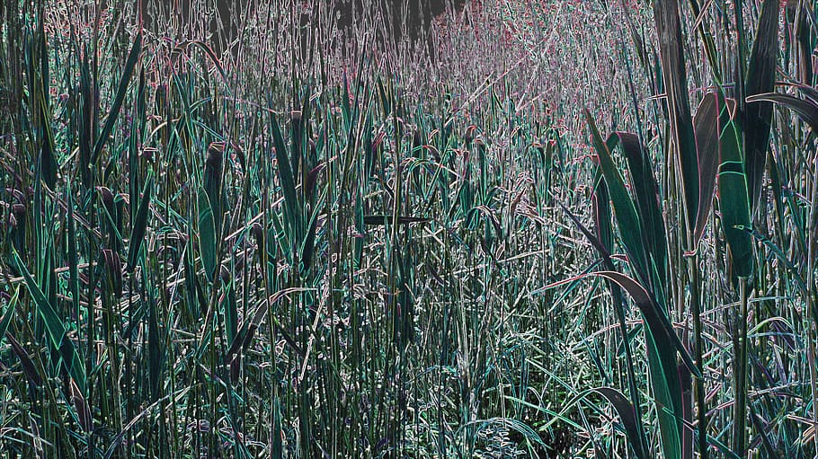 grass, colorful, meadow, distorted, plant, growth, land, beauty in nature HD wallpaper