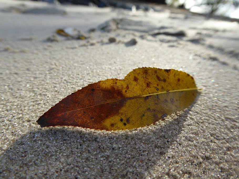 beach, nature, leaf, sand, lake, water, plant, old country HD wallpaper
