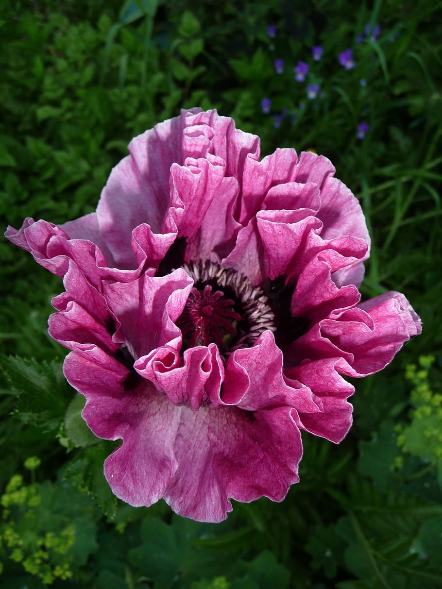 HD wallpaper: poppy, patty's plum, flower, papaver, flowering plant ...