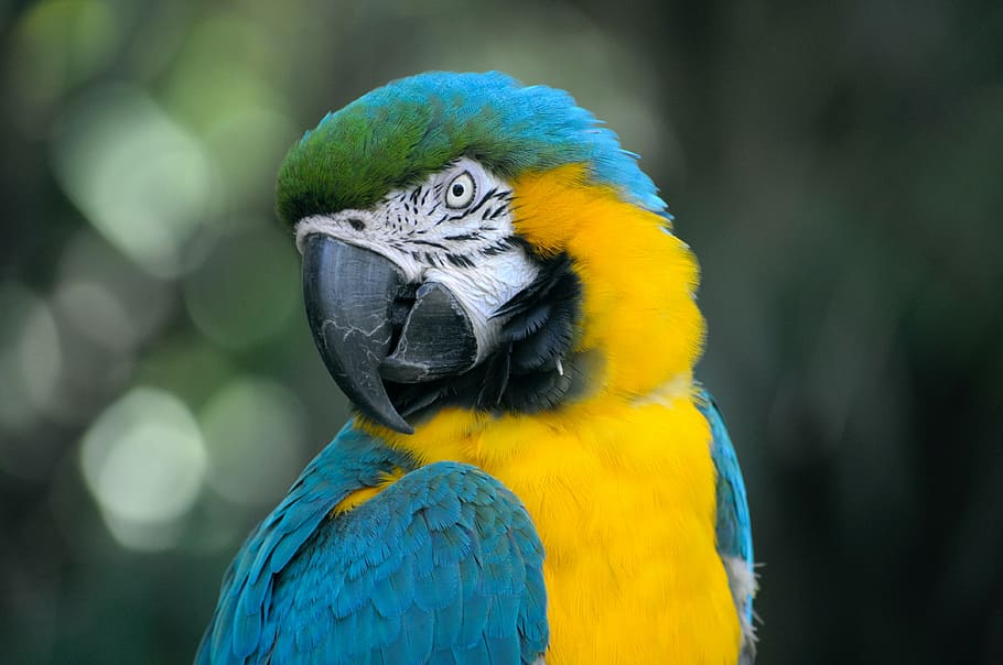 closeup photo of blue and yellow parrot, bird, beak, feather HD wallpaper