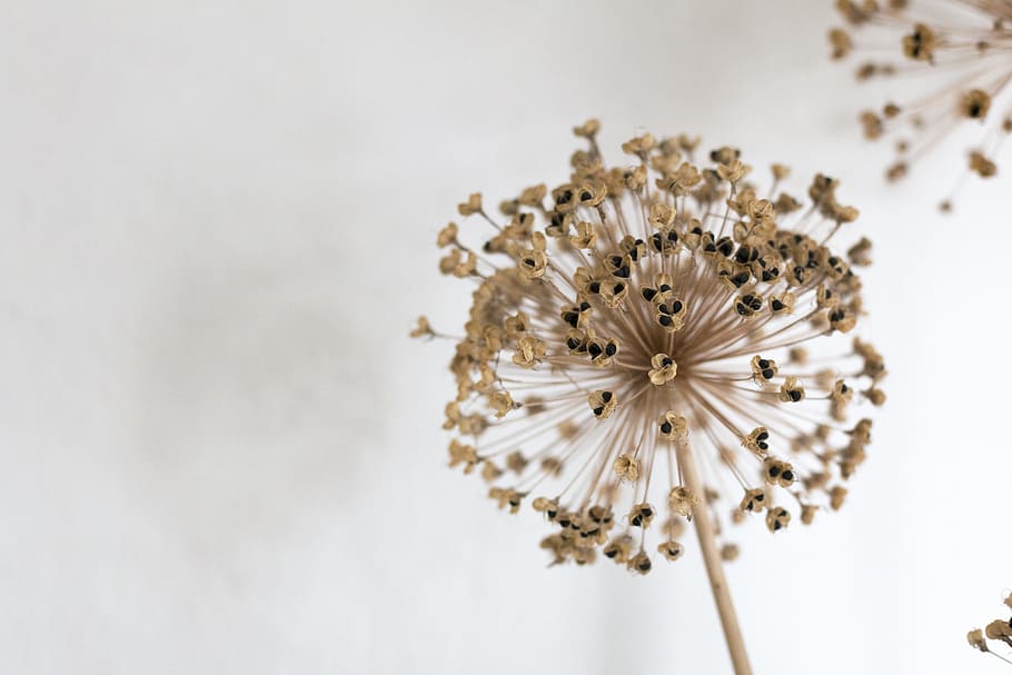 nature, flower, flora, flowering plant, freshness, fragility HD wallpaper