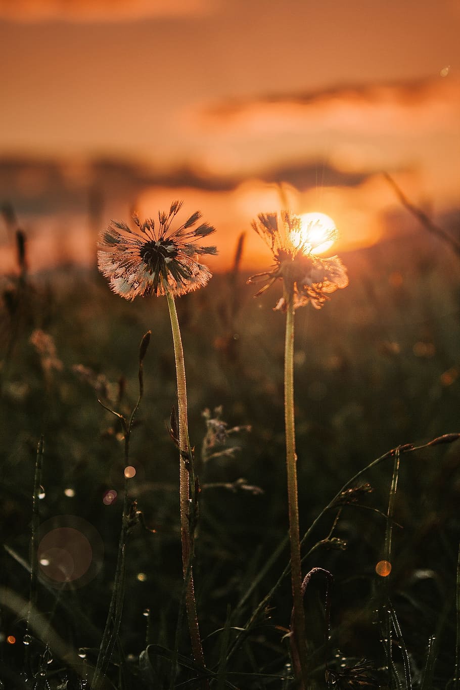 two Dandelion, sunset, flowers, call, nature, plant, fragility HD wallpaper