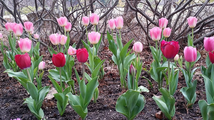 nature, plants, spring, flowers, tulip, flowering plant, freshness HD wallpaper