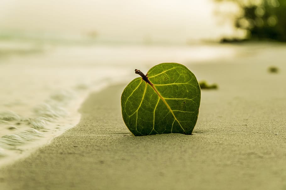 shallow focus photography of green leaf on white sand, beach HD wallpaper