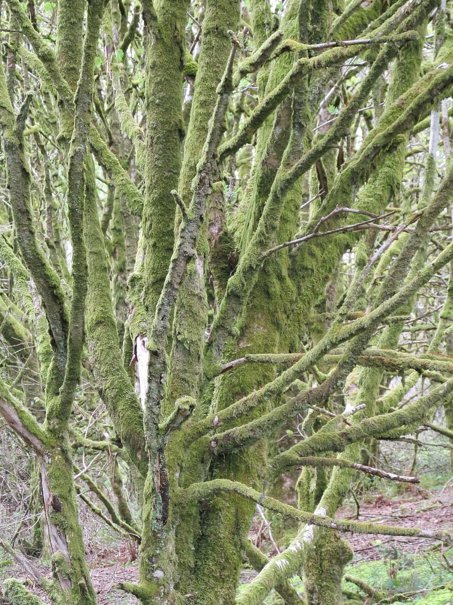 Tree, Moss, Branches, Jungle, Rainforest, natural, environment HD wallpaper