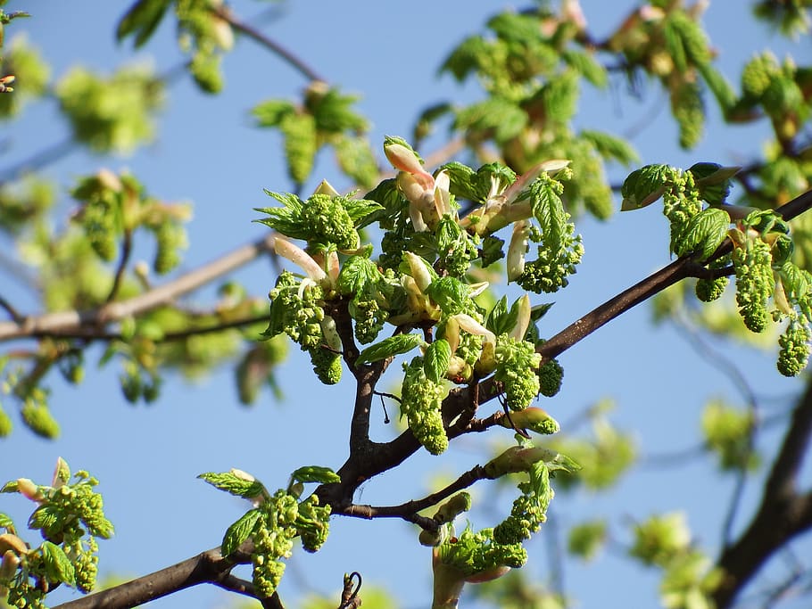 zoom, tree, sky, blue, focus, green, nature, plant, growth HD wallpaper
