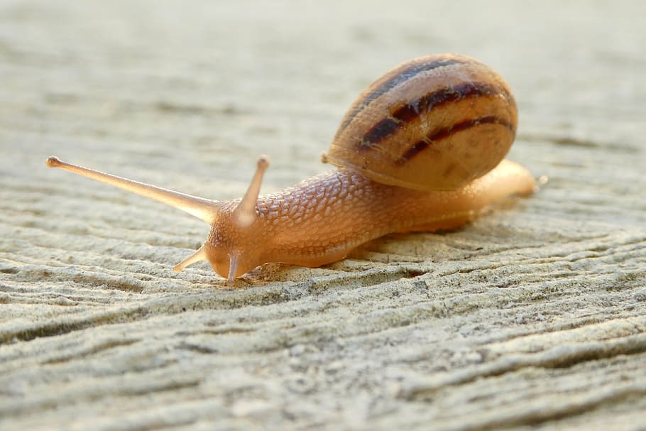 macro photography of snail, shell, close, animals, mollusk HD wallpaper
