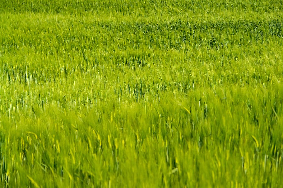 wheat field, plants, natural, outdoors, dry, green, sunlight, HD wallpaper