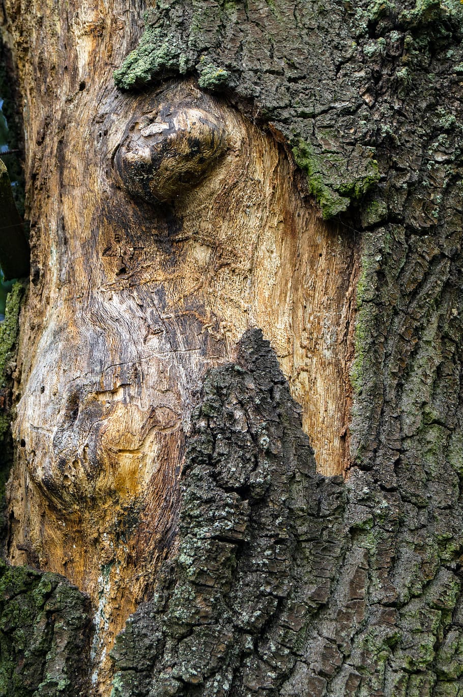 tree, wood, log, nature, old tree, background, tree trunk, textured HD wallpaper