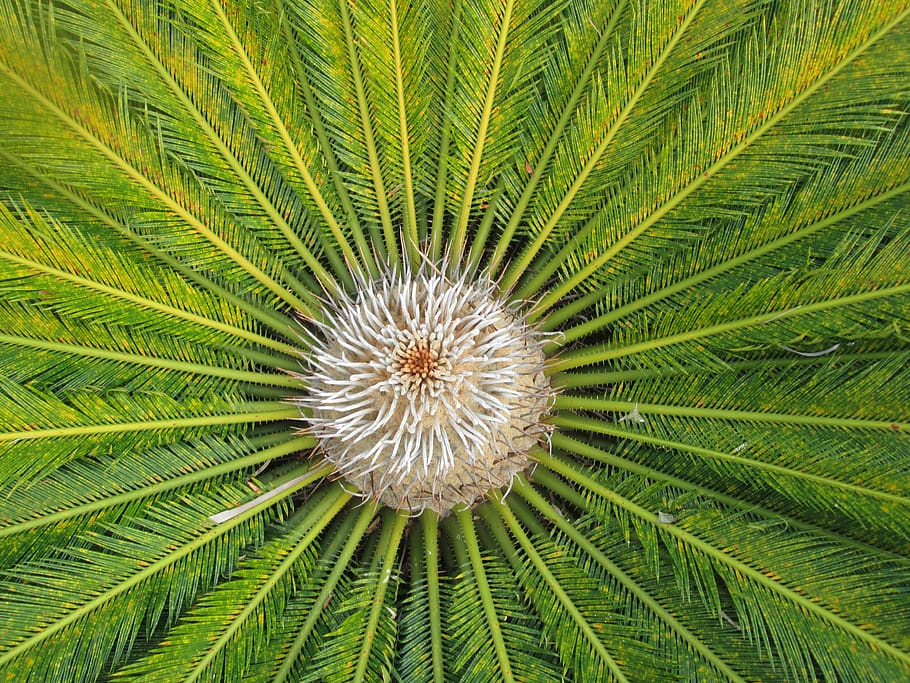 nature, cica, plant, growth, beauty in nature, freshness, green color HD wallpaper