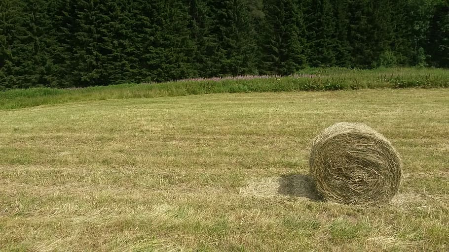 field, wheat, green, plant, land, grass, tree, landscape, nature HD wallpaper
