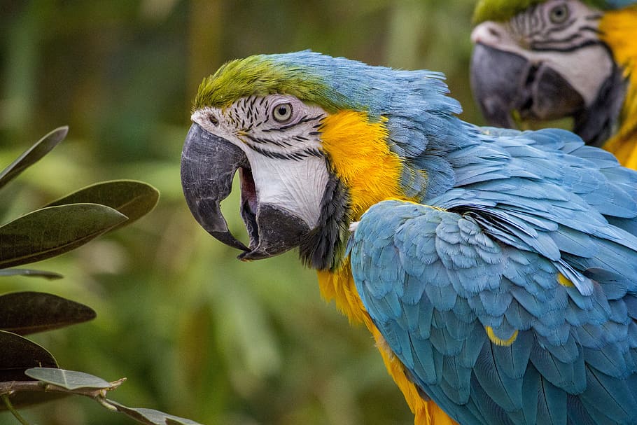 selective focus photography blue-white-and-yellow macaw perching on tree, HD wallpaper