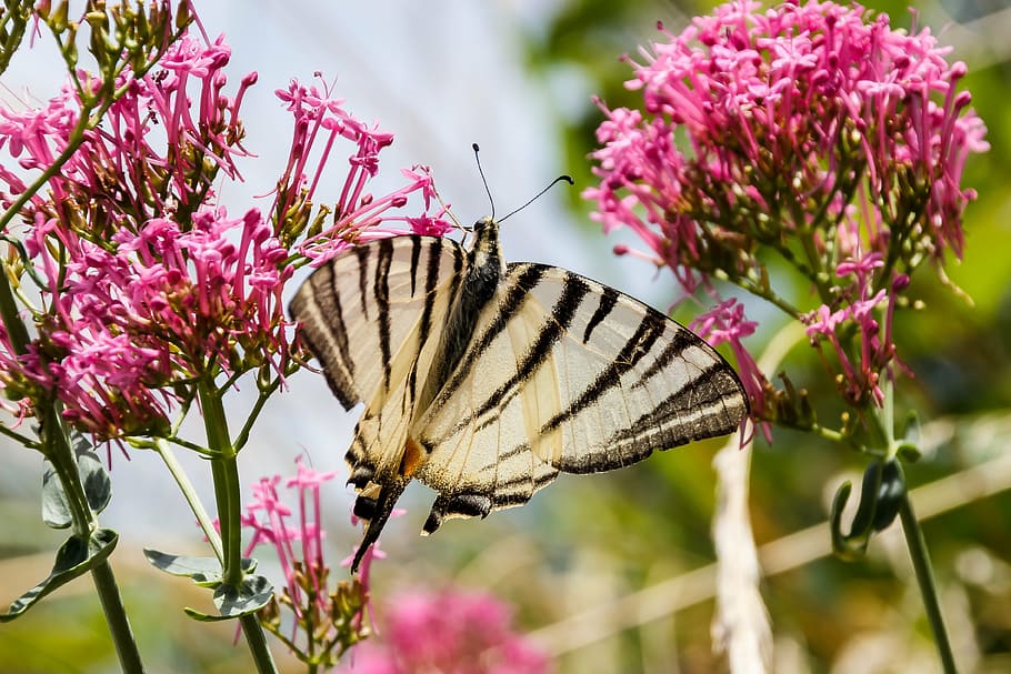 butterfly, close, white, insect, blossom, bloom, nature, butterfly - Insect HD wallpaper