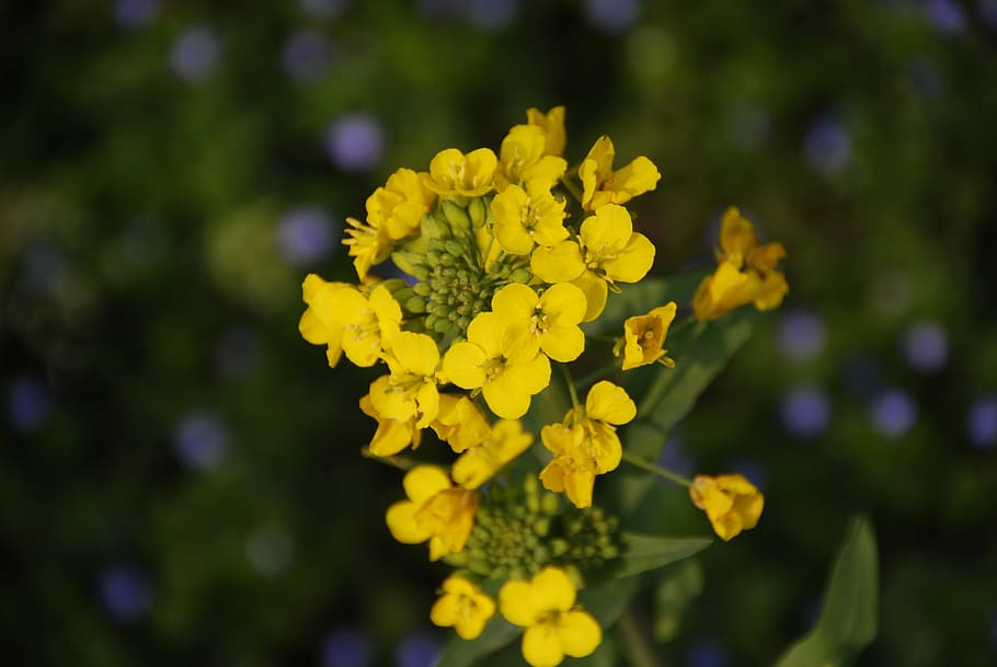 Scenery, Flower, Spring, the scenery, yellow, nature, outdoors HD wallpaper