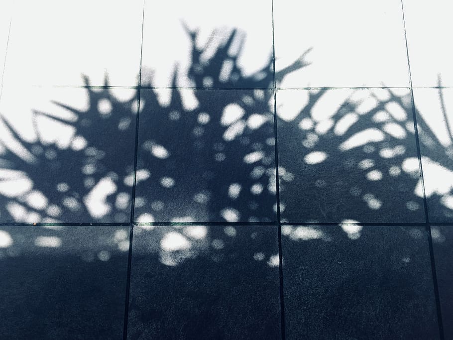 shadow of plant towards floor tiles, shadow of plant reflect on tile floor HD wallpaper