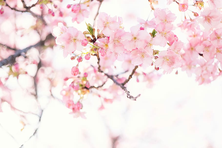 pink cherry blossom flower, selective focus photography of pink cherry blossoms in bloom HD wallpaper
