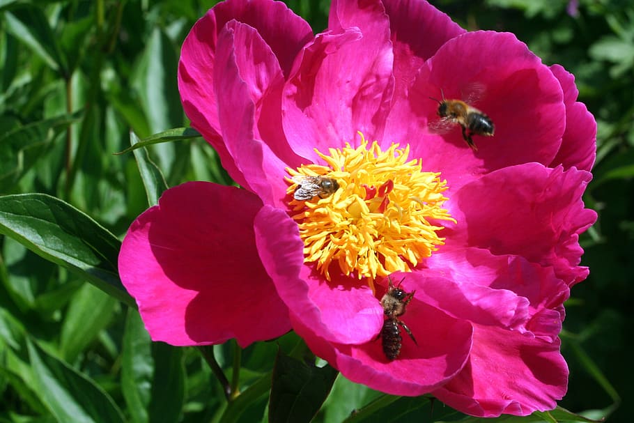 bee, blossom, bloom, sprinkle, nature, flower, plant, petal HD wallpaper