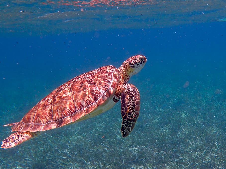brown turtle in closeup photography, belize, ocean, tropical HD wallpaper