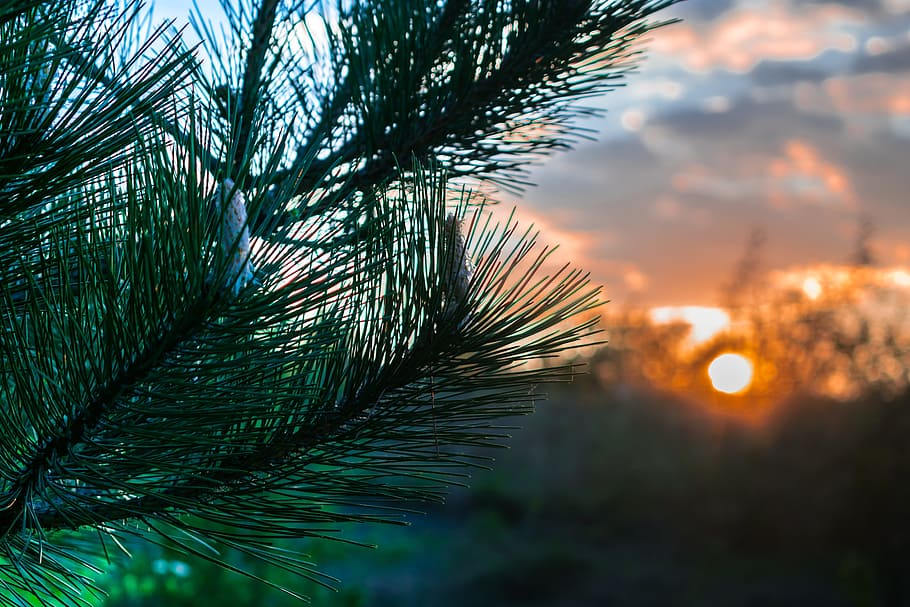 sunset, pine, nature, plant, growth, tree, beauty in nature HD wallpaper