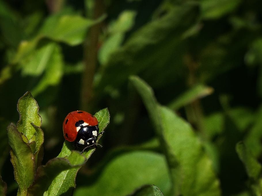 tender, ladybug, red, spring, garden, insect, animal wildlife HD wallpaper
