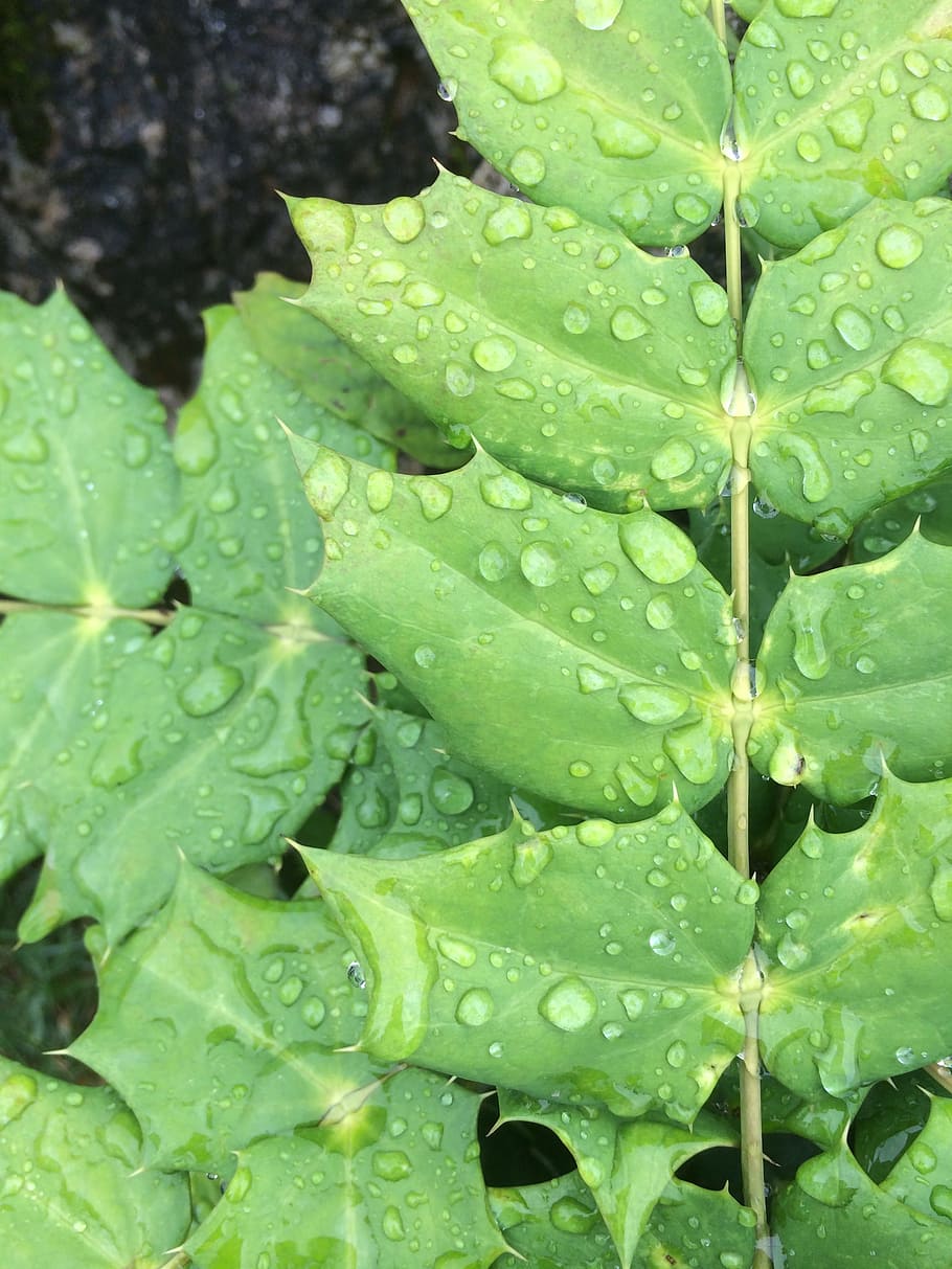 Blade, Dew, Natural, Green, Plant, Fresh, flowers and plants HD wallpaper