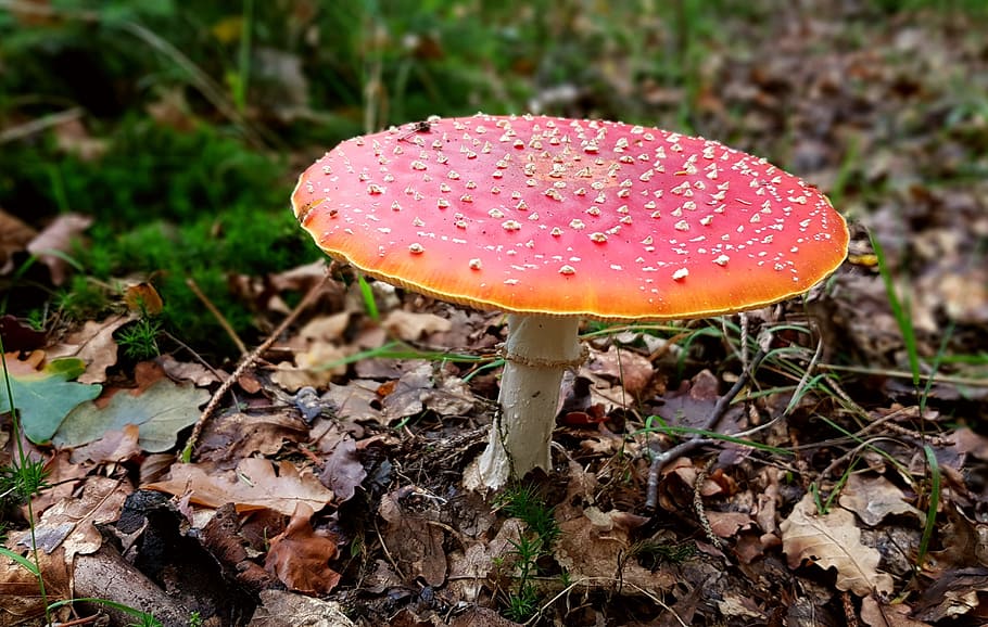 red and white mushroom photo, fly agaric, toxic, forest, nature HD wallpaper