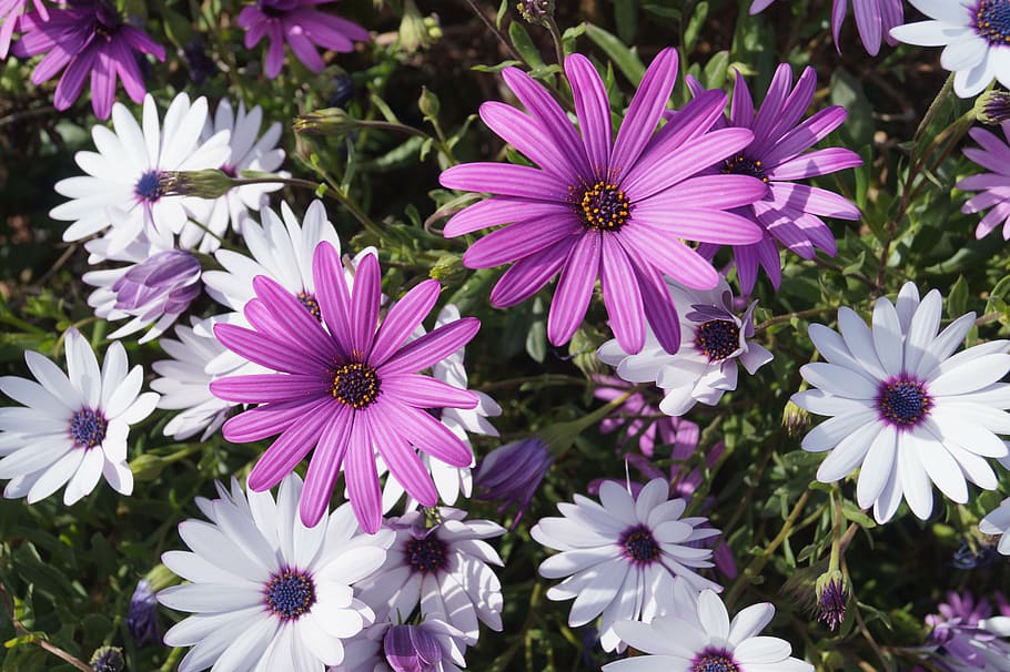 cosmos, flower, violet, white, purple, spring, garden, plant HD wallpaper