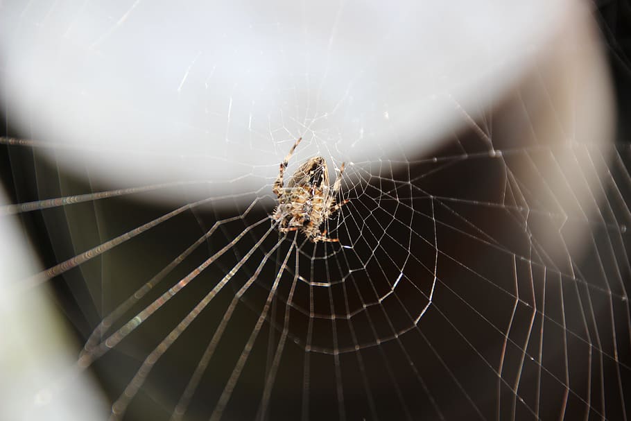 spider, network, cobweb, arachnid, insect killer, lauer position HD wallpaper