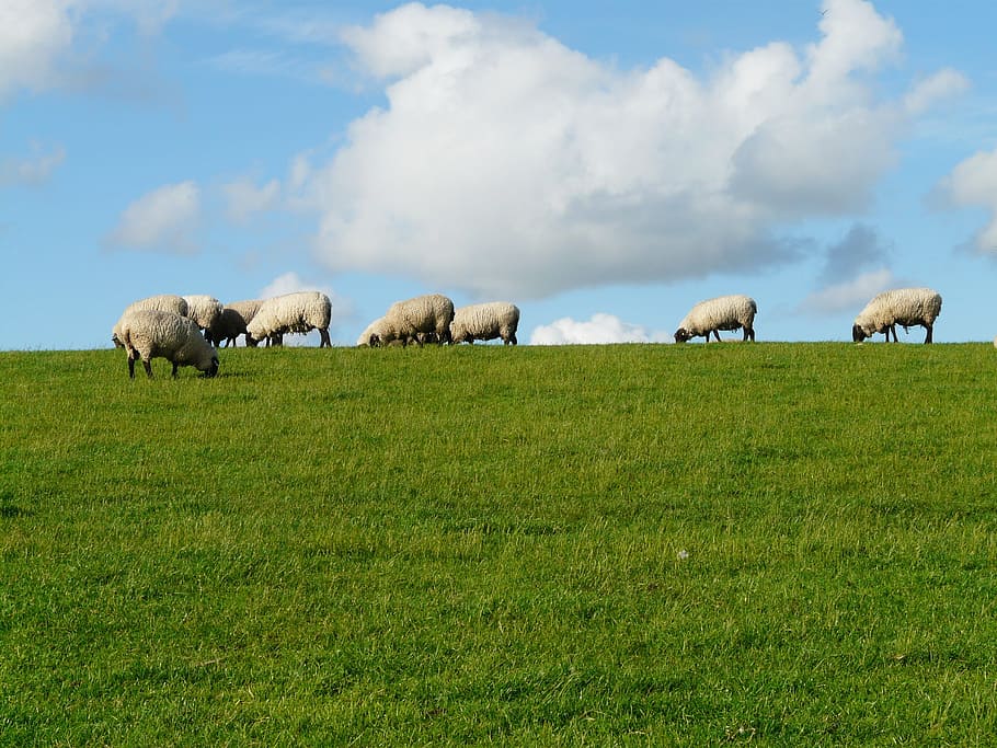 Flock, Sheep, Rhön, Dike, rhön sheep, meadow, grass, north sea, HD wallpaper